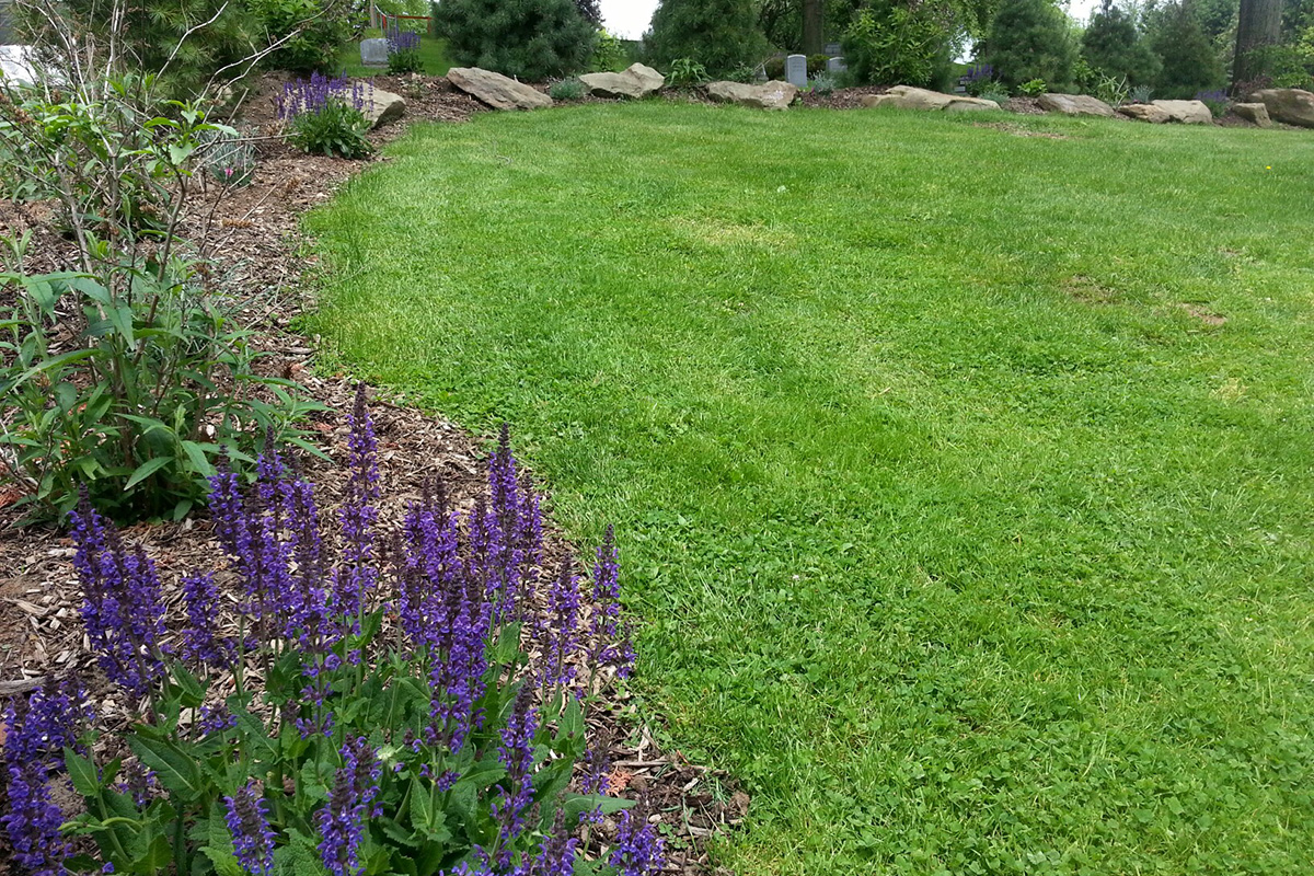 Green burial section featuring a natural landscape with flowering plants, native greenery, and open lawn in a peaceful cemetery setting.
